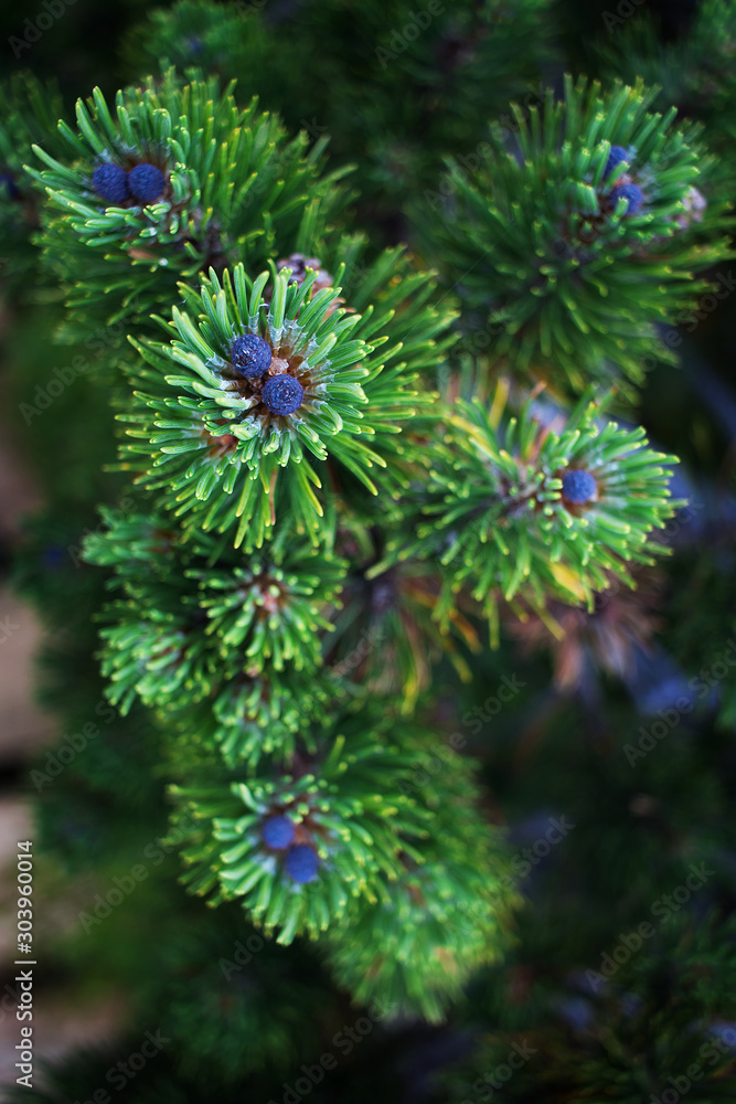 Mountain conifers closeup. Branch of a plant with a blue cone. Mountain conifers closeup. Branch of a plant with a blue cone.