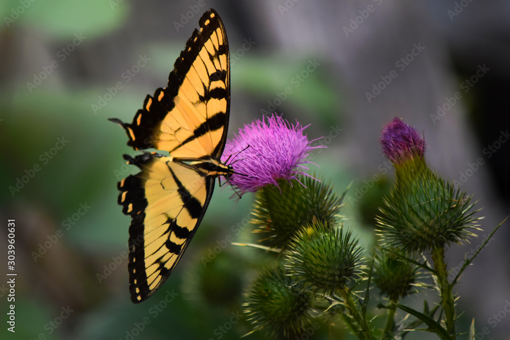 Yellow Tiger Swallowtail Butterfly on Purple Thistle Yellow Tiger Swallowtail Butterfly on Purple Thistle