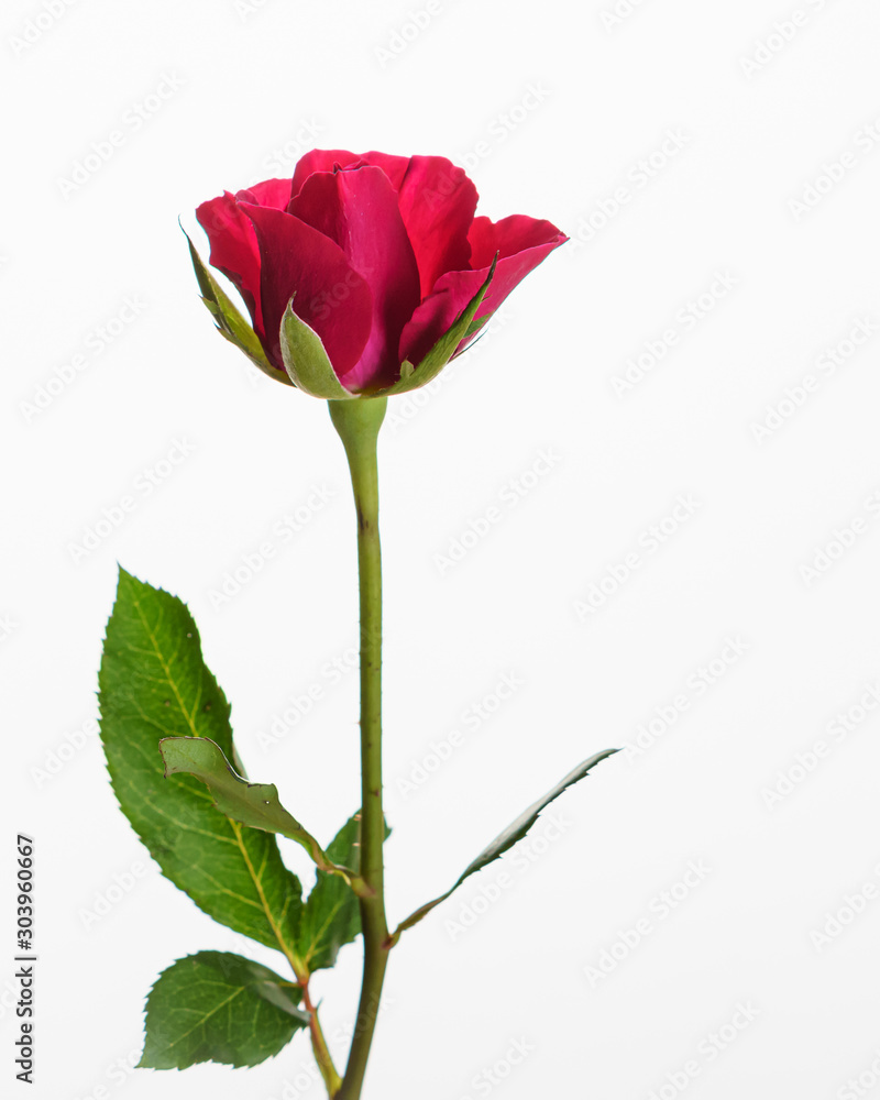 red rose isolated on white background red rose isolated on white background