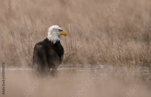 Bald Eagle in British Columbia  Canada 