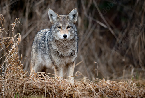 Coyote in British Columbia  Canada 