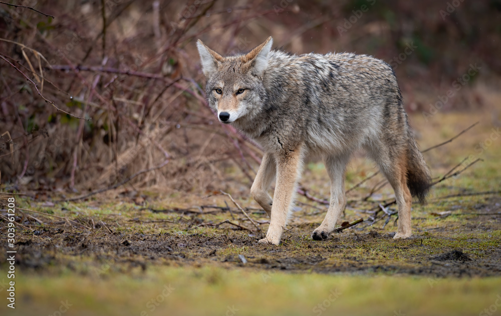 Coyote in British Columbia, Canada 