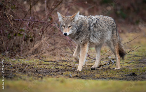 Leinwand Poster Coyote in British Columbia, Canada