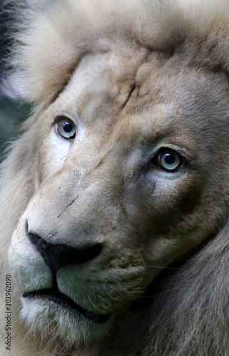 White lion portrait © Lunasa Photography