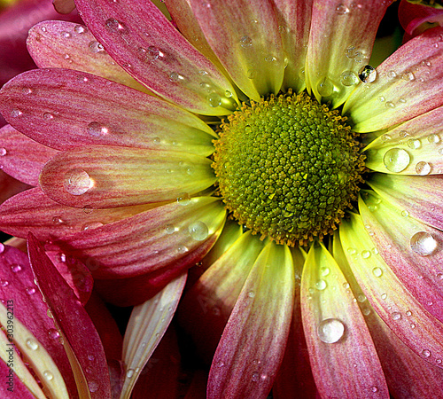 Chrysanthemum with water drops