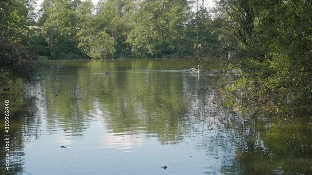 White swan floating on river in forest White swan floating on river in forest