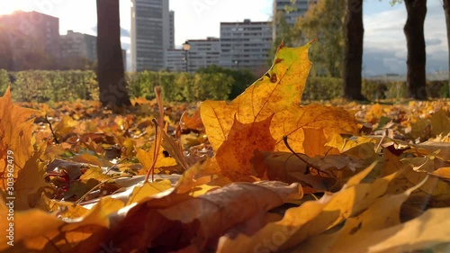 Beautiful colorful colden autumn fall maple leaxes lying on the ground in sunlight and moving by the wind, modern city on background photo