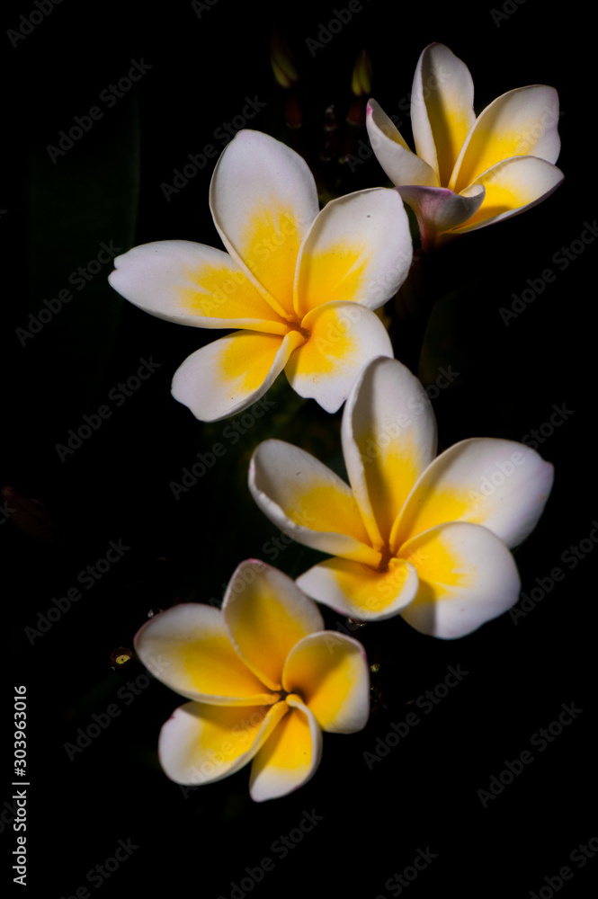 plumeria are tropical trees famous