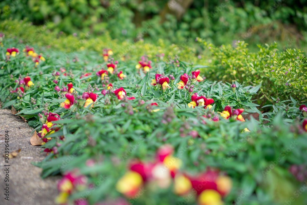 Flower Magnolia flowering against a background of flowers Flower Magnolia flowering against a background of flowers
