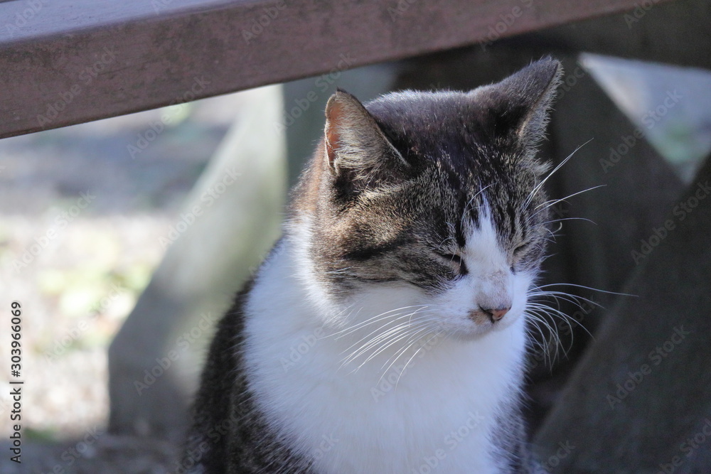 Cat Cat