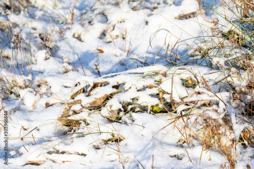 Dry grass from under the snow, landscape of nature.