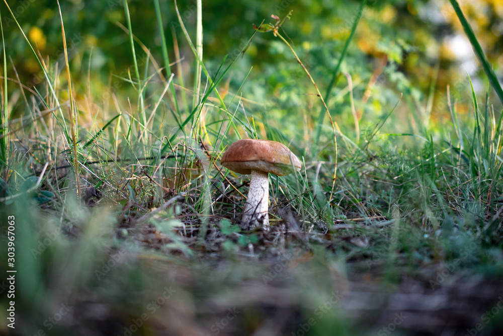 a large mushroom aspen grows among the grass in autumn a large mushroom aspen grows among the grass in autumn