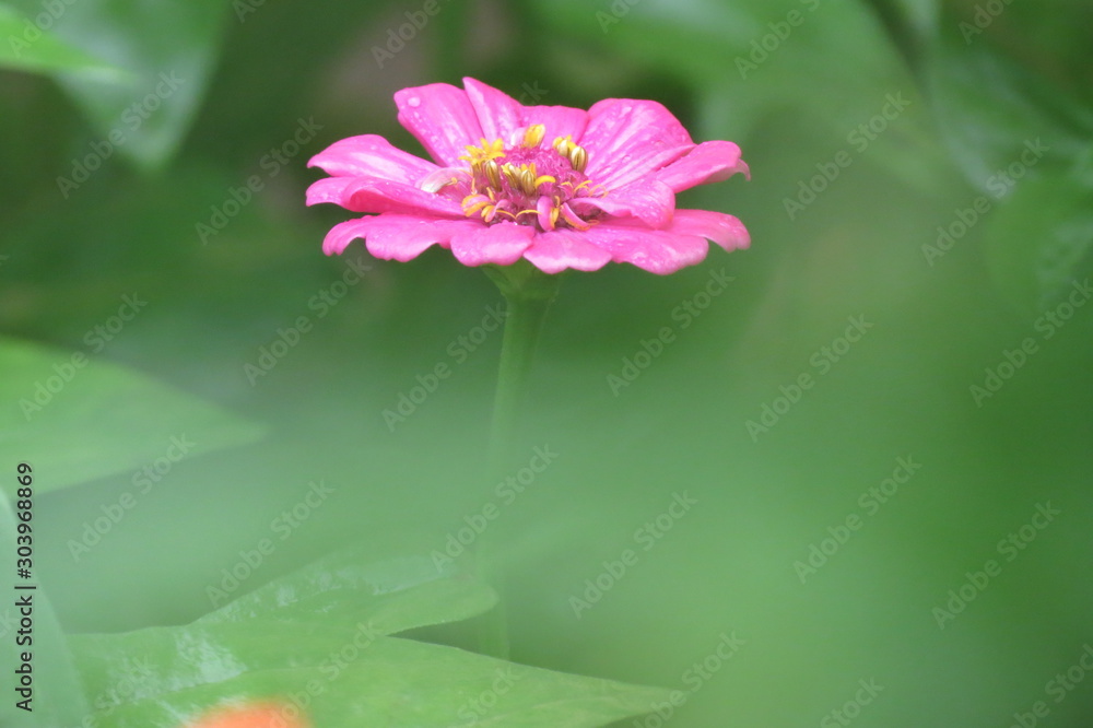 Bela flor Bela flor