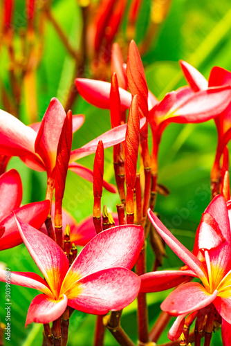 Pink plumeria flowers with natural background photo