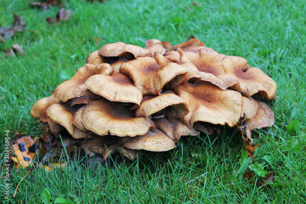 A batch of mushrooms in the grass A batch of mushrooms in the grass