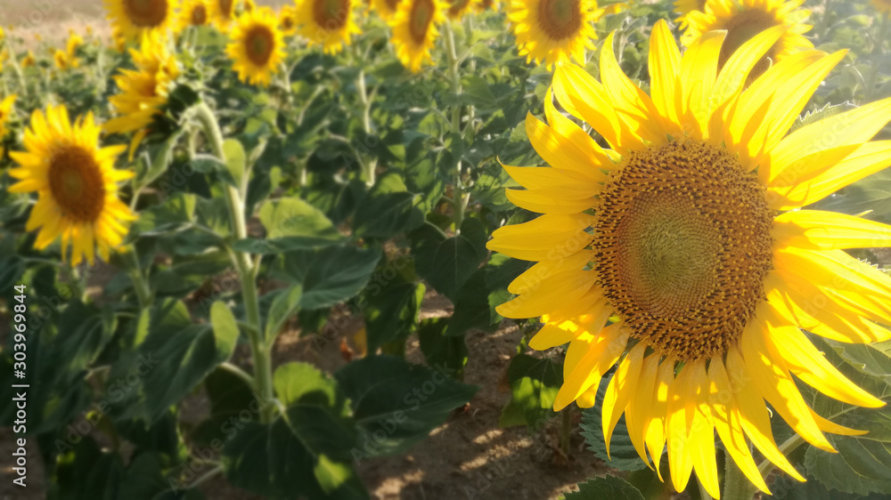 Field sown with sunflowers. Agricultural landscape in the center of Spain.