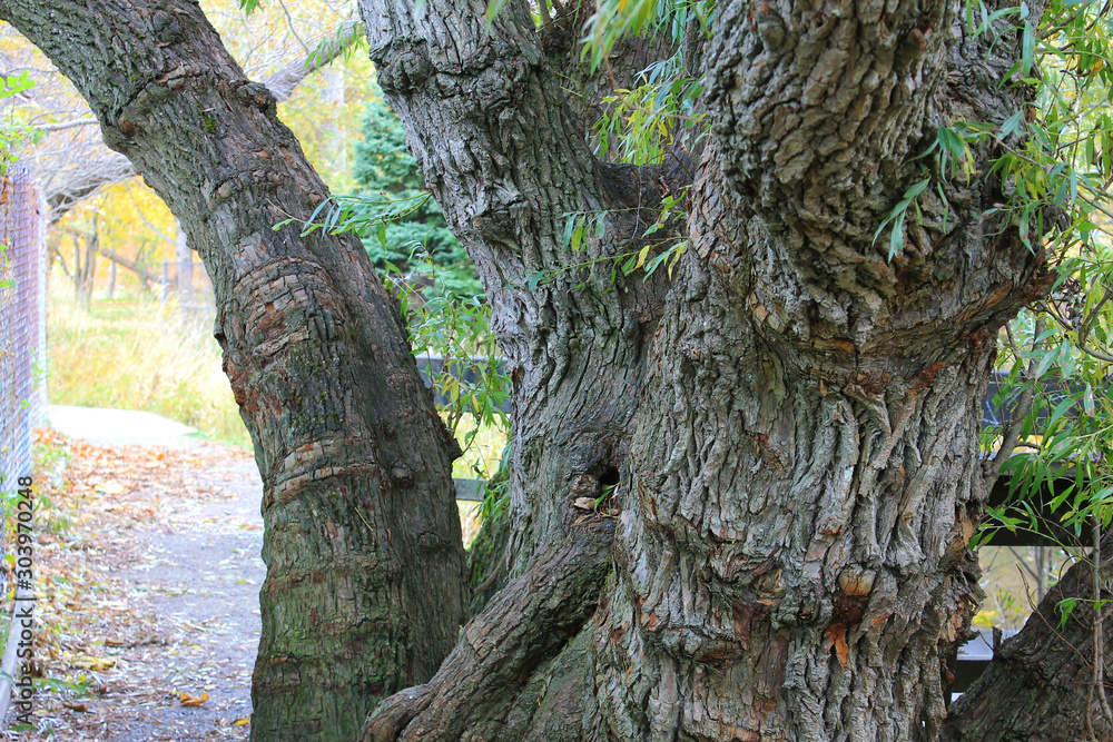 Close-up of the trunk of a large old tree