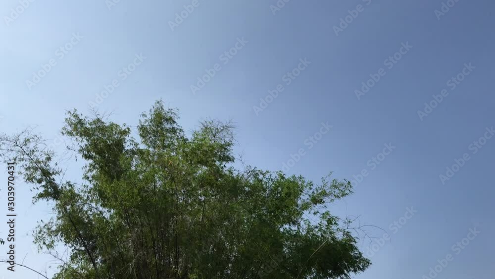 trees and sky trees and sky