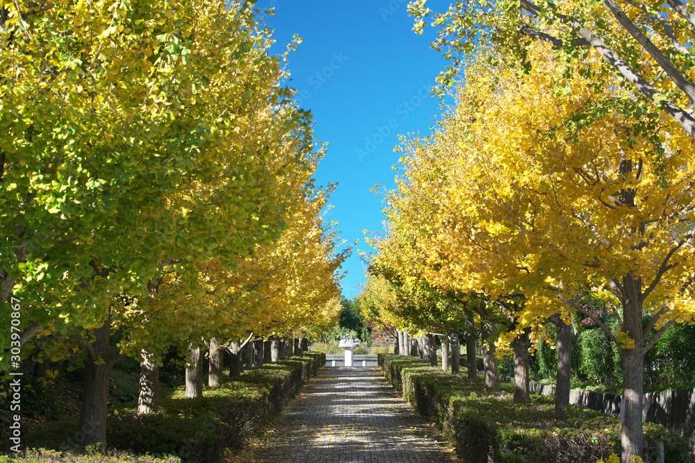 Tokyo,Japan-November 20, 2019: Gingko trees along a lane in early winter Tokyo,Japan-November 20, 2019: Gingko trees along a lane in early winter