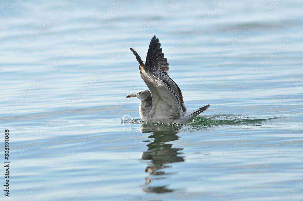 white seagull spread its wings and takes off from blue sea water white seagull spread its wings and takes off from blue sea water