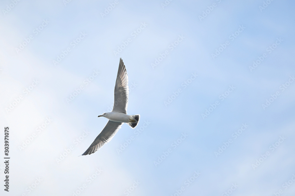 white seagull spreading its wings flies in a clear blue sky