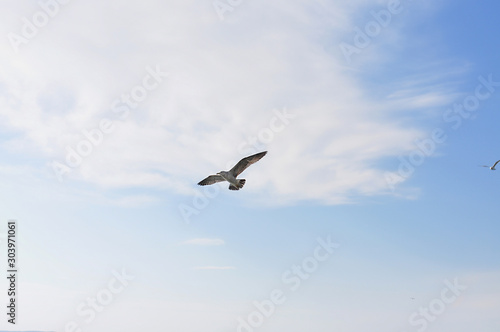 white seagull spreading its wings flies in a clear blue sky