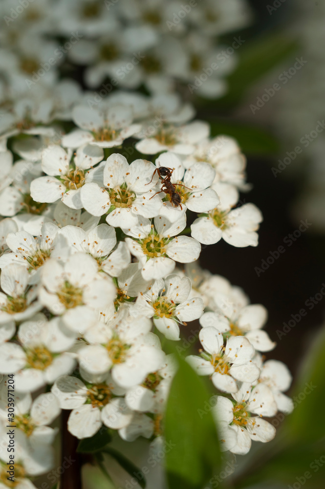 ant sits on a multitude of white little flowers on a spring tree