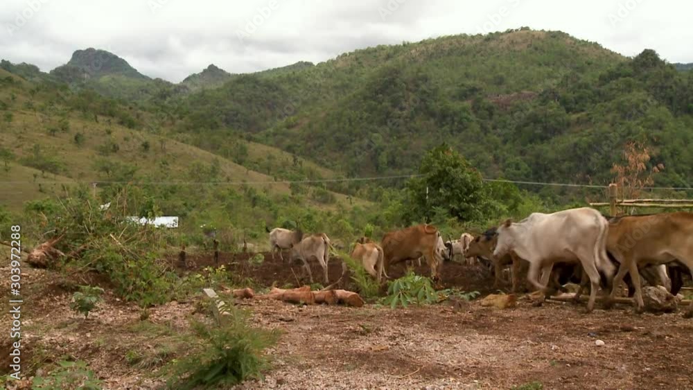 A daylight medium shot of a group of grass-eating cows walking and scavenging the soil on their way to a field at the foot of a mountain. A daylight medium shot of a group of grass-eating cows walking and scavenging the soil on their way to a field at the foot of a mountain.