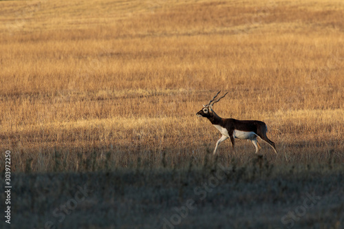 Blackbuck antelope resting in a meadow