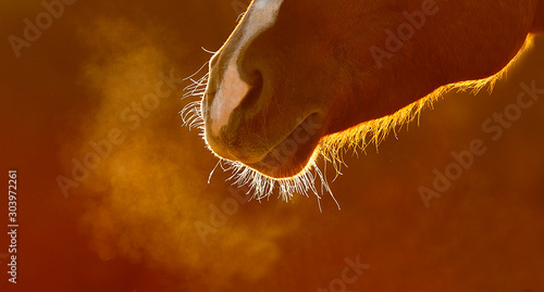 Fototapeta Steam Breathing Horse
