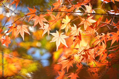 紅葉した風景