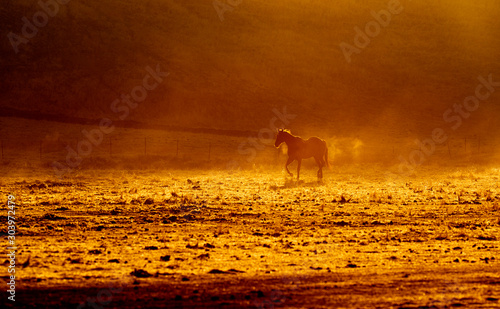 Single Horse at Dawn