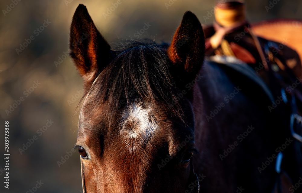 Fotografie Western Working Horse