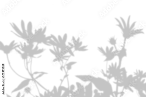 The shadow of an exotic wild plant on a white wall. Black and white summer background for photo overlay or mockup.