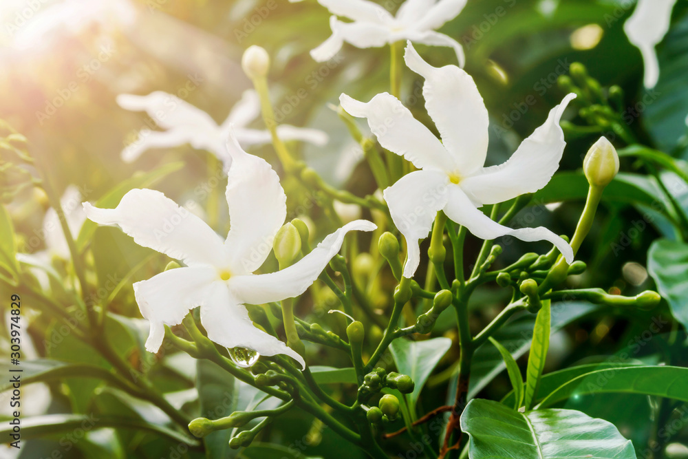Fototapeta premium Close up of white Sampaguita Jasmine or Arabian Jasmine flower blossom in flower garden (Jasminum sambac (L.) Aiton; Oleaceae)