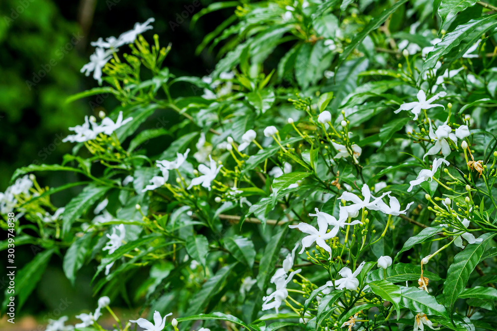 White Sampaguita Jasmine or Arabian Jasmine flower blossom in flower garden (Jasminum sambac (L.) Aiton; Oleaceae) White Sampaguita Jasmine or Arabian Jasmine flower blossom in flower garden (Jasminum sambac (L.) Aiton; Oleaceae)