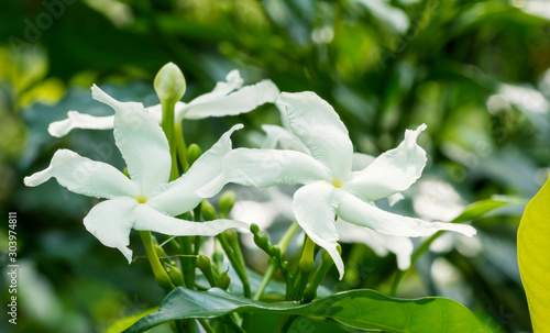 Close up of white Sampaguita Jasmine or Arabian Jasmine flower blossom in flower garden (Jasminum sambac (L.) Aiton; Oleaceae)