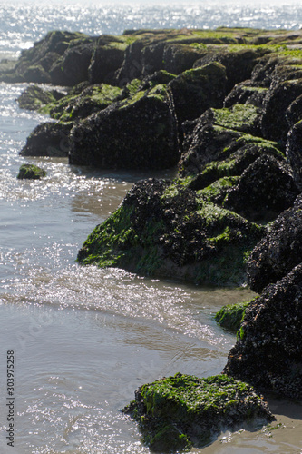 Jetty Rocks Covered With Thriving Colonies of Sea Creatures and Seaweed photo