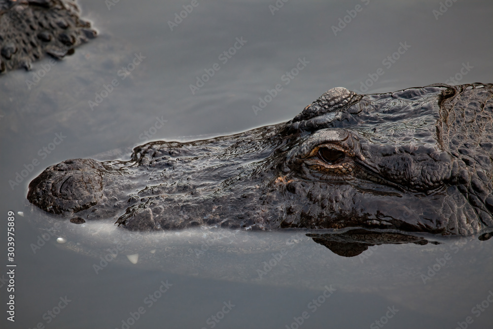 American Alligator (Alligator mississippiensis), Florida American Alligator (Alligator mississippiensis), Florida
