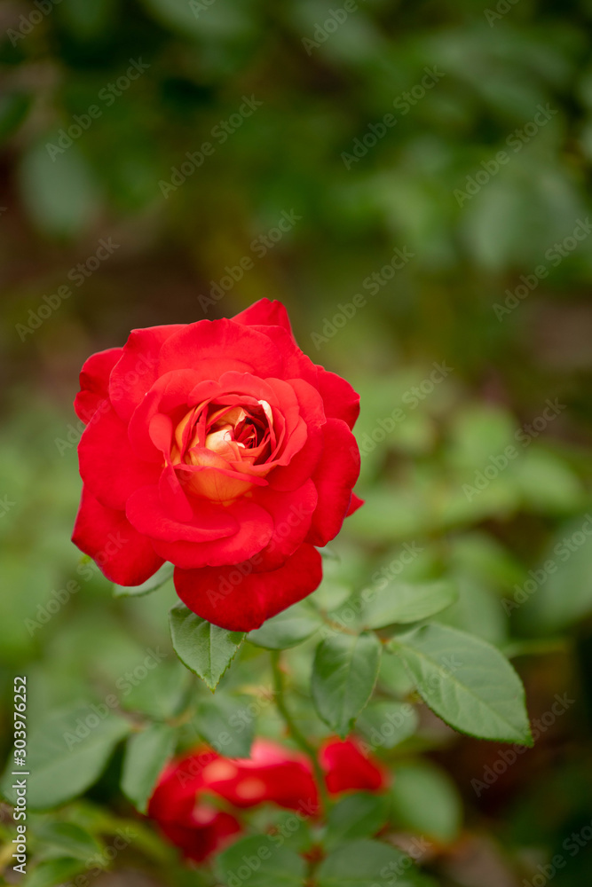 花壇に咲く赤いバラ 花壇に咲く赤いバラ