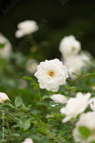 花壇に咲く白いバラ