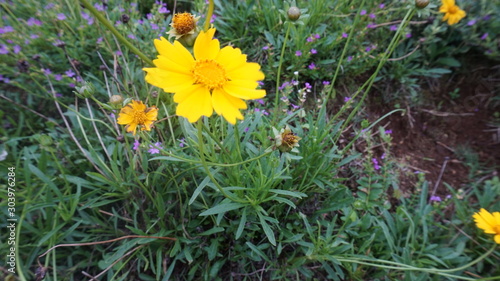 yellow flowers in garden - cisarua,bogor,indonesian photo