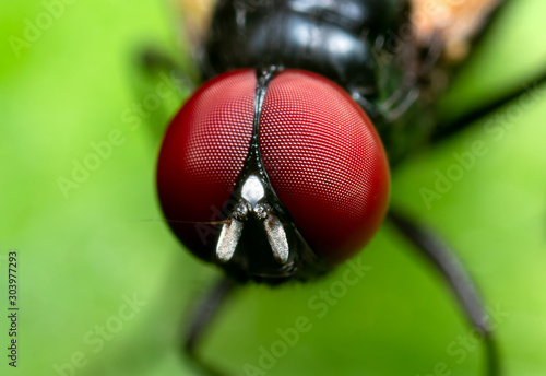 Macro Photo of Black Blowfly on Green Leaf photo