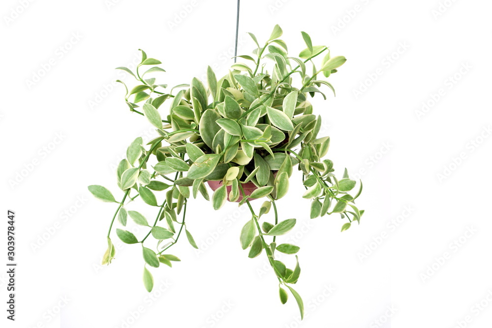 Green plant Hanging isolated on white background Green plant Hanging isolated on white background
