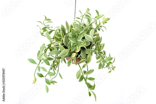 Green plant Hanging isolated on white background