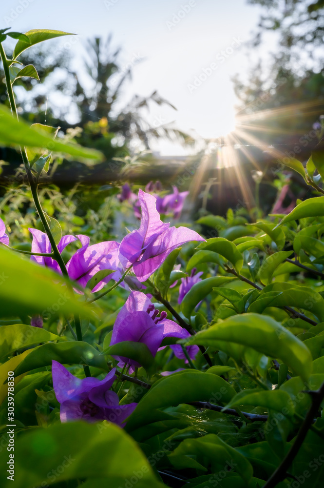 Φωτογραφία Close-up view Beautiful Bougainvillea flowers over sunlight  in the garden