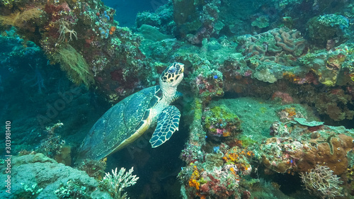 turtle stops feeding on the usat liberty wreck at tulamben, bali