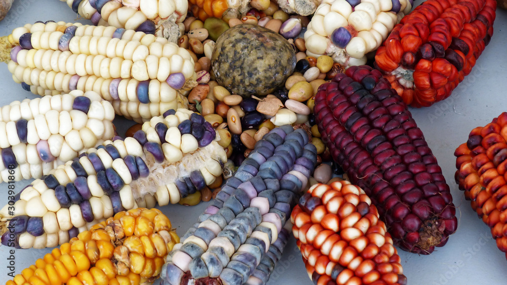 Φωτογραφία Top view of variety of colorful cubs of corn: Indian corn, purple and yellow cor