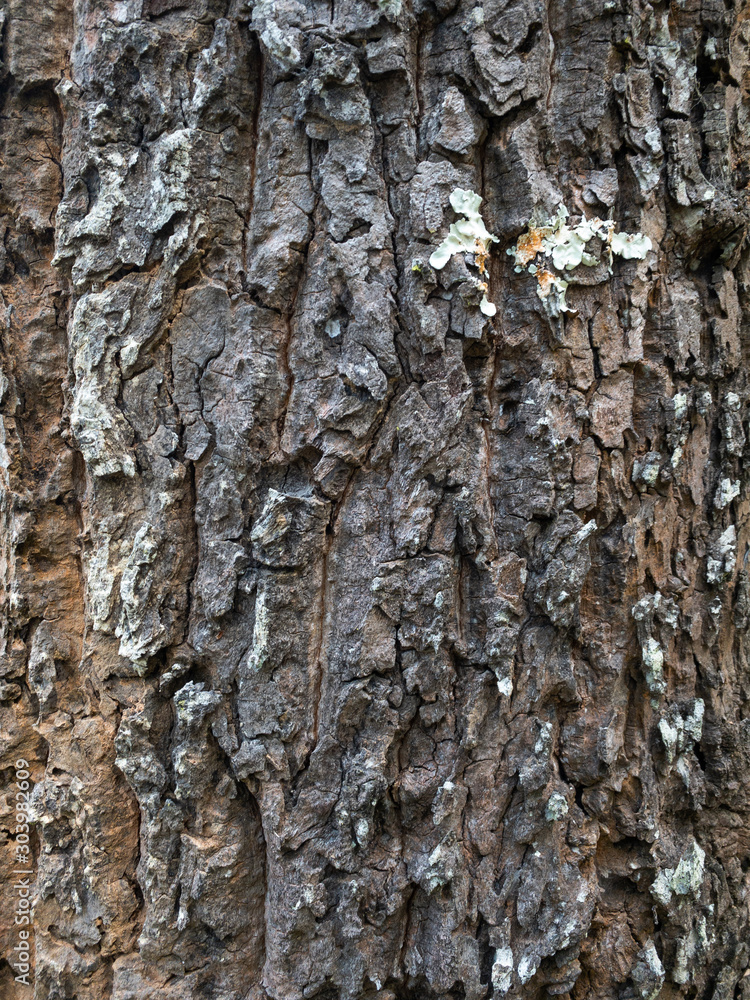 Fototapeta premium Wood texture - Tree - Wood plank