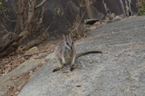 Mareeba rock wallaby closeup grey 